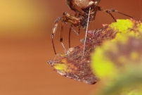 La malmignatte des maisons (Araneae - Theridiidae - Steatoda triangulosa)